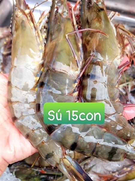 Sú biển lớn 15 con