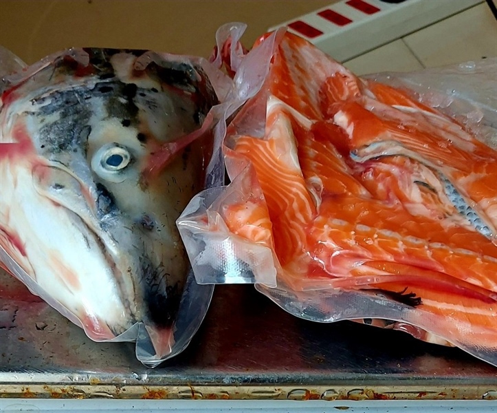 Đầu Vi Cá Hồi