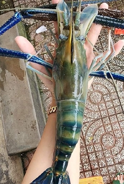 Tôm Càng Xào size 7_8