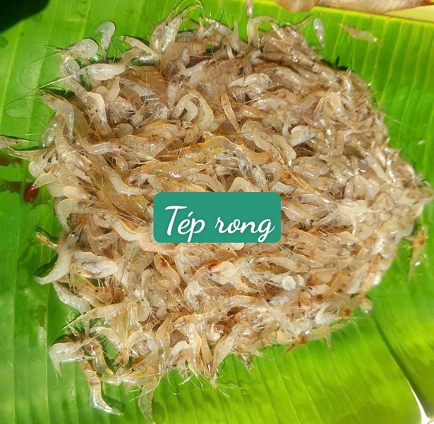 Tép Rong Sống