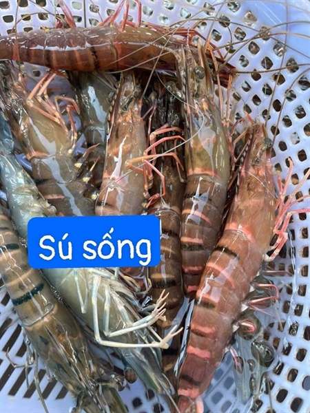 TÔM SÚ BƠI