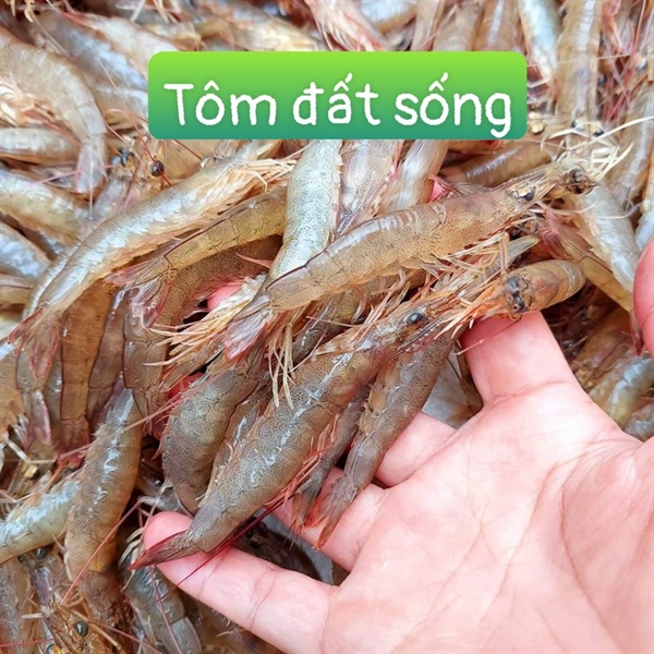 TÔM ĐẤT SỐNG