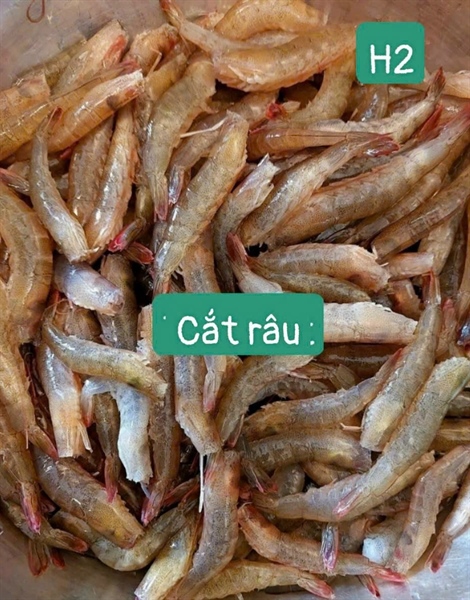 Tôm đất sống cắt râu