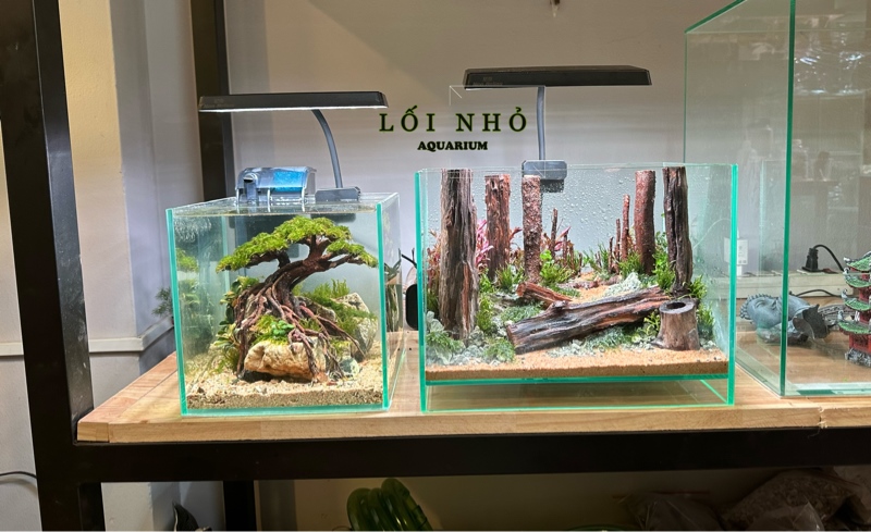 Hồ mini để bàn