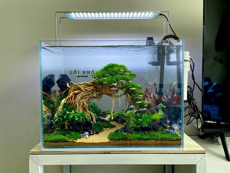 COMBO Bonsai rừng (gồm đèn, hồ + thiết kế, lọc, quạt, hẹn giờ)