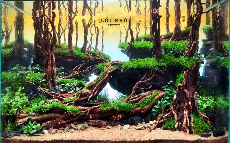 Combo Hồ thủy sinh 40x30x30 (gồm đèn, hồ + thiết kế, quạt, lọc, hẹn giờ)