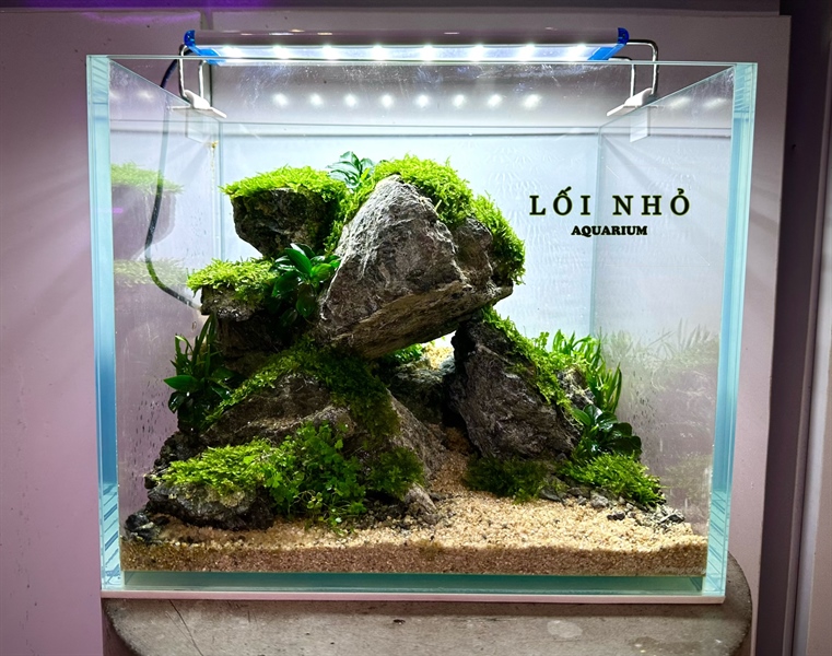 COMBO Layout Đá ( gồm đèn, hồ + thiết kế, quạt, lọc, hẹn giờ)