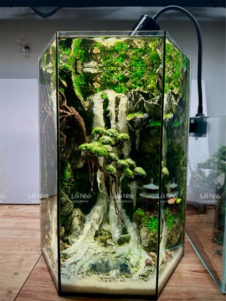 Combo Hồ lục giác bonsai thác