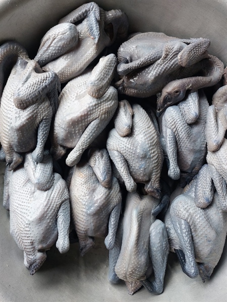 Gà H'Mông xương đen Kim Sơn Farm