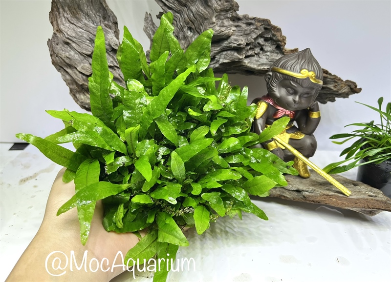 Dương Xỉ Mỹ Nhân