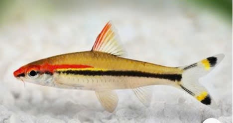 Hồng Mi Ấn Độ size 9-10