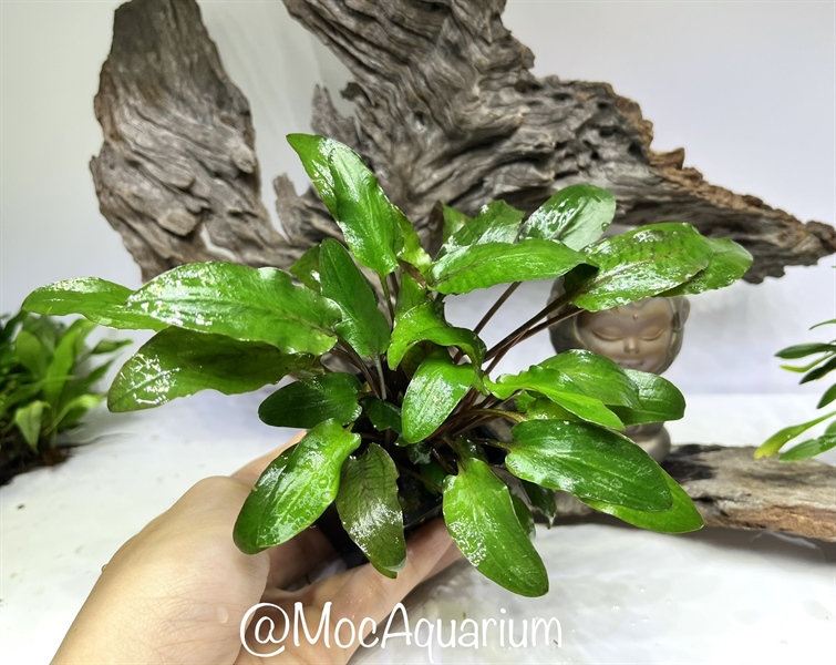 Tiêu Thảo Lagenandra Green