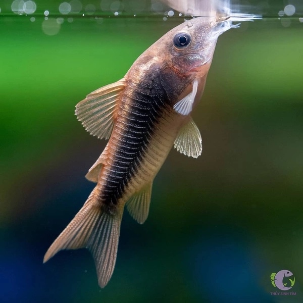 Combo Chuột Cafe (Mua 10 Tặng 3)