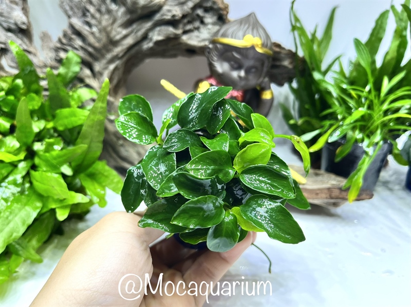 Ráy Nana Petite - Cây Thuỷ Sinh (Nhỏ - Chậu Xanh)