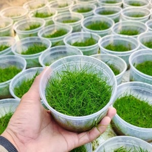 Ngưu Mao Chiên Lùn Xòe