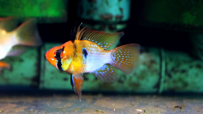 Phượng Hoàng Ngũ Sắc