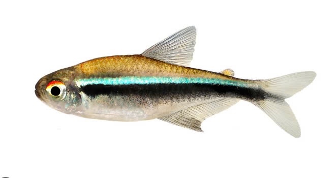 Neon Đen ( Bơi Đàn )