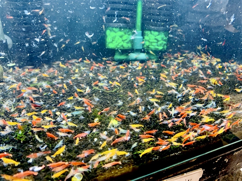 Combo Tép Loạn Màu