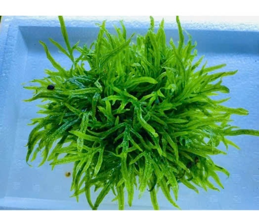 Dương Xỉ Trident