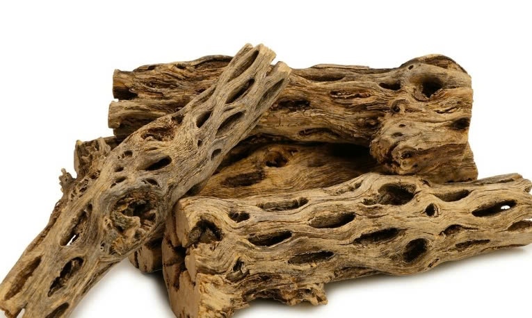 Lũa Cholla Cactus - Size L (đường kính>3.5cm)