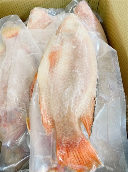 Cá Diêu Hồng Red Tilapia