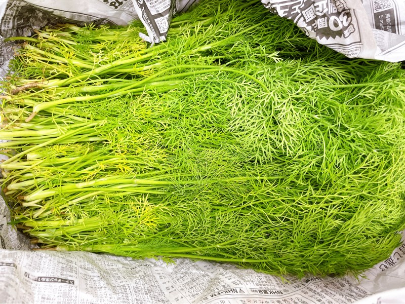 Rau Thì Là túi nhỏ ディル
