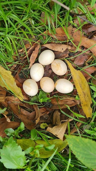 Trứng gà tre vườn rừng