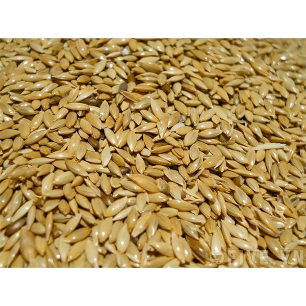 Hạt Láng Dài Dinh Dưỡng