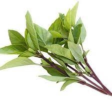 Rau húng quế スイートパジル