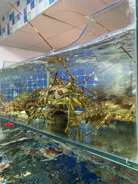 Tôm Hùm Xanh 0,3 - 0,5 kg/con