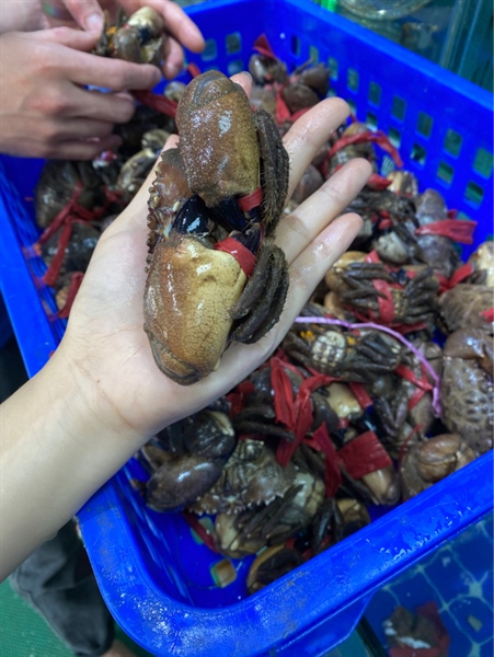 Cù Kỳ Quảng Ninh