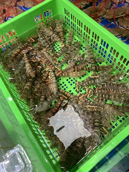 Tôm Sú 22-24 con/kg