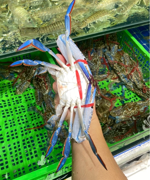 Ghẹ Xanh Quảng Ninh Loại 1