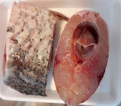 Cá trắm đen cắt khúc sông Đà