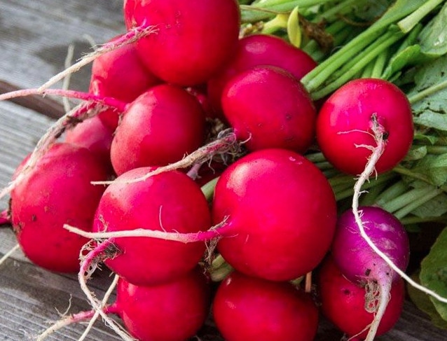Củ cải đường - Red radish