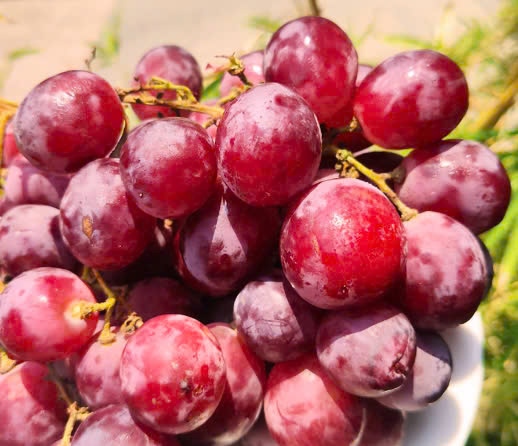 Nho đỏ Chile - Grape