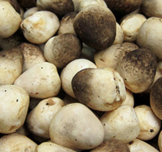 Nấm rơm - Straw mushroom
