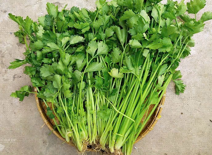 Cần tàu - Celery