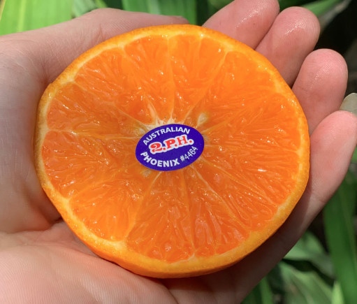 Quýt Phoenix Úc - Australian tangerine