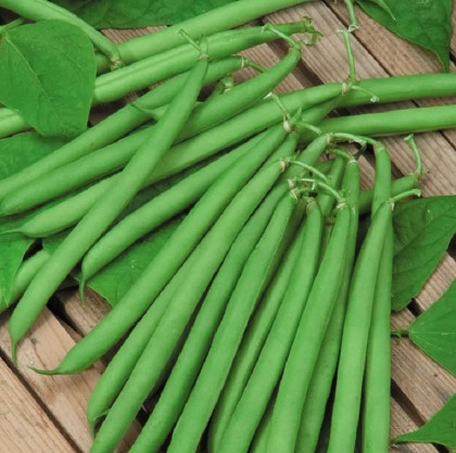 Đậu cove Pháp - French green bean