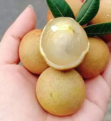 Nhãn xuồng - Longan