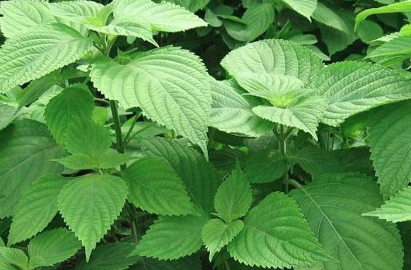 Rau kinh giới - Vietnamese balm