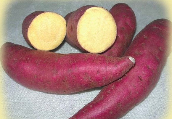 Khoai lang vàng - Sweet potato