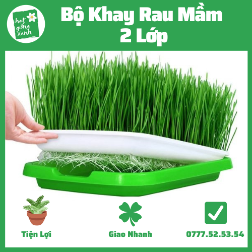 Khay Rau Mầm(25*32)