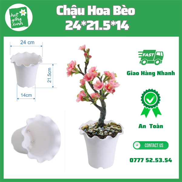 Chậu Hoa Bèo Trắng (24*22)