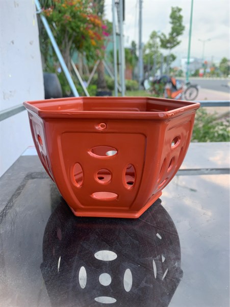 Chậu lan đồng tiền 2 tấc 6